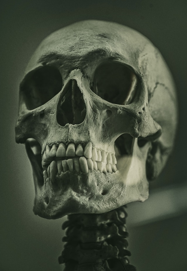 image of the skeleton